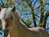 horse-401081_1280