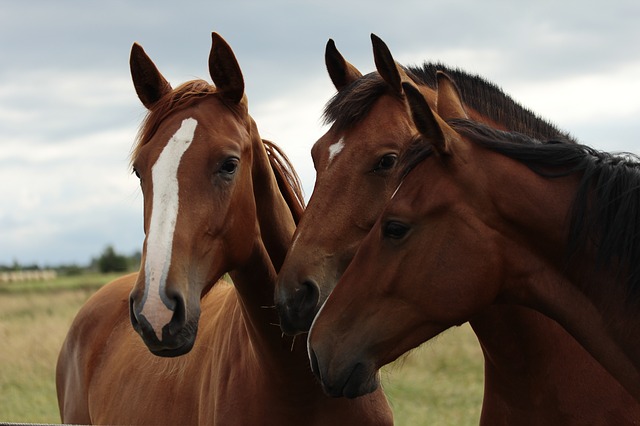 horses-379806_640